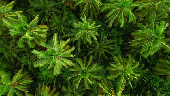 4K Aerial view drone fly over coconut trees, Green and yellow treetops.