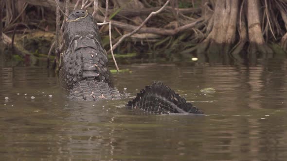 Gator bellows and growls back view in slow motion as water dances on back in South Florida Everglade