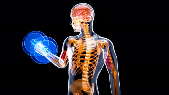 4K anatomy of a X-ray man doing biceps curls alt
