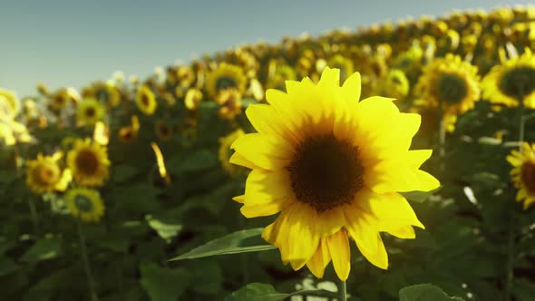 Many Bright Yellow Big Sunflowers in Plantation Fields on Sunset