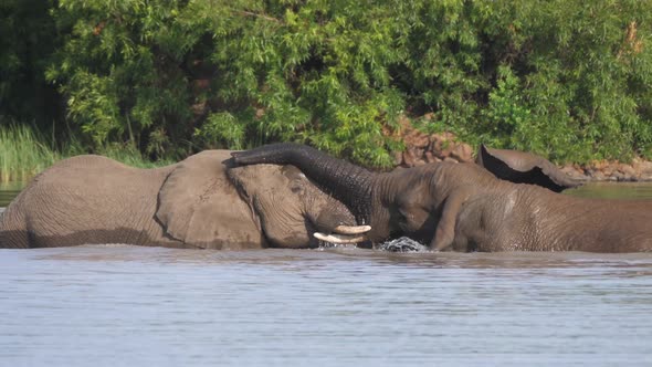 Elephants fighting in a lake at Pilanesberg