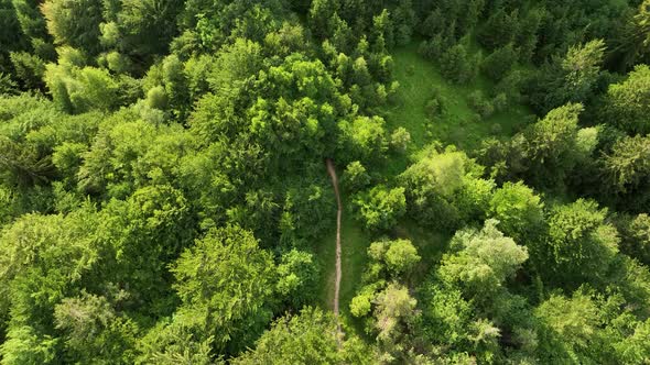 Flying over Forest Path