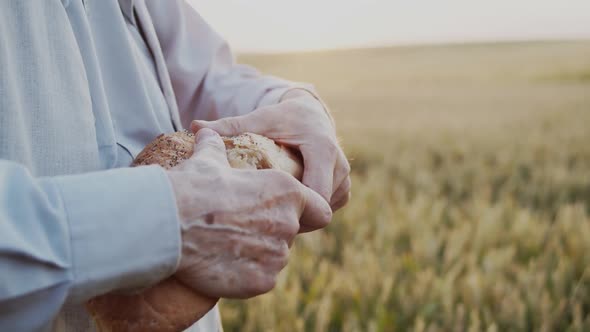 A Close View of Old Male Hands Breaks a Loaf of Bread to Eat in Wheat Field