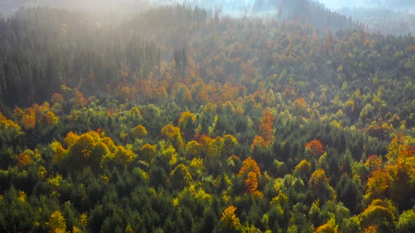 Aerial View of a Bright Autumn Forest on the Slopes of the Mountains in the Fog at Sunrise