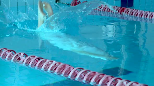 Girl Swimmer Dive In Swimming Pool. Female Swimmer Dives in Swimming Pool for a Swim Exercise. Top