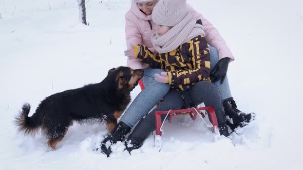 Dog Play with Family During Winter