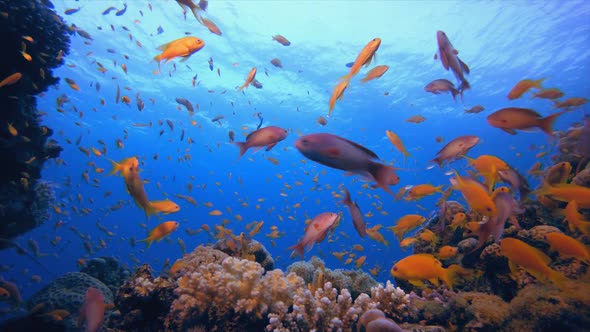 Tropical Underwater Colorful Reef