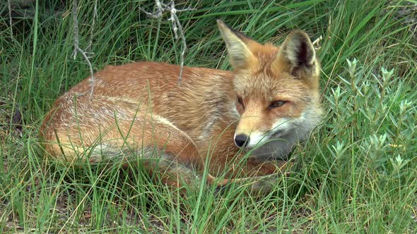 Red fox resting in the tall grass.