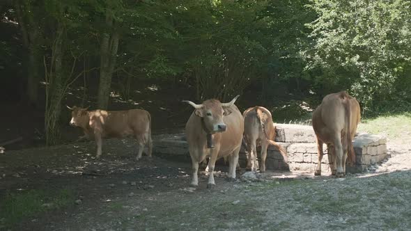 Cattle In Barcelona Countryside