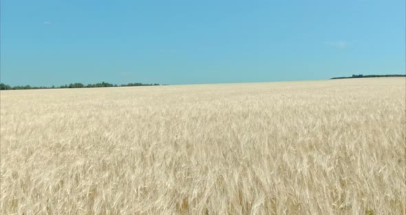 Aerial View Ripe Wheat Ears Waving in the Wind