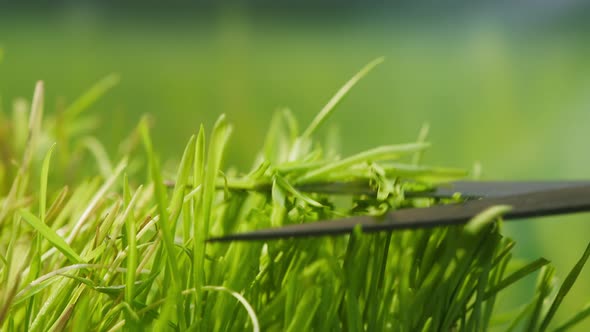 Cutting Grass with Garden Scissors Closeup Farmer Mowing Green Leaves on Lawn with Pruning Shear or