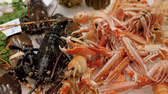 Great Quantity of Fresh Seafood on Fish Market in Barcelona Spain Lobsters Prawns