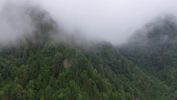 Forest Entering Into the Cloud