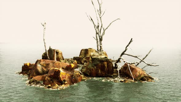 Beautiful Sea Rocks and Dead Trees in a Sea of Light Twilight