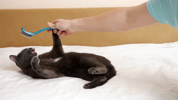 Young Gray Cat Does Not Allow Himself to Be Combed By Biting a Brush