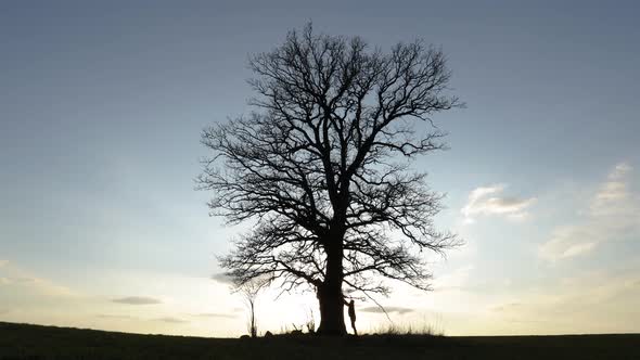 Oak Tree