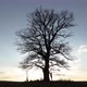 Oak Tree - VideoHive Item for Sale