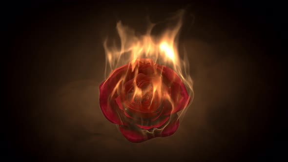 Flaming rose flower on black background