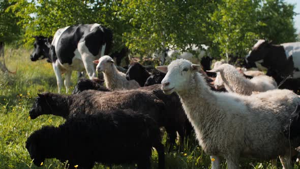 Sheep Graze Near Fat Cows on Lush Green Pastureland Closeup