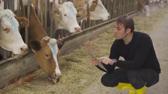 Farmer with tablet at modern dairy farm.