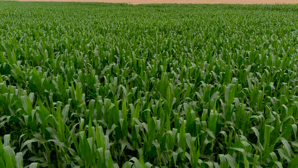 4K UHD aerial drone footage, overflying a corn field.