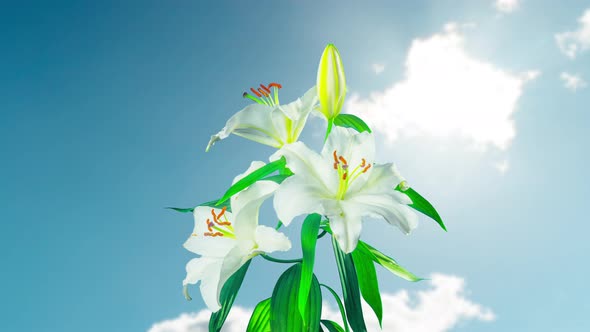 White lilies blossom, time-lapse