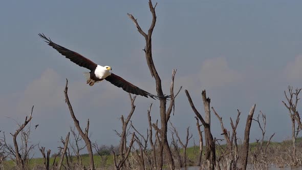 980305 African Fish-Eagle, haliaeetus vocifer, Adult in flight, Fish in Claws, Fishing at Baringo La