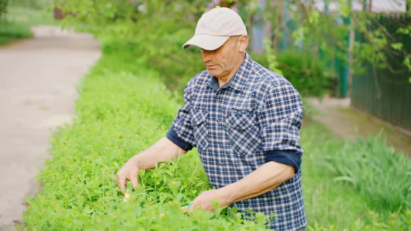 Closeup of a Male Gardener Cutting Ornamental Bushes with Garden Shears