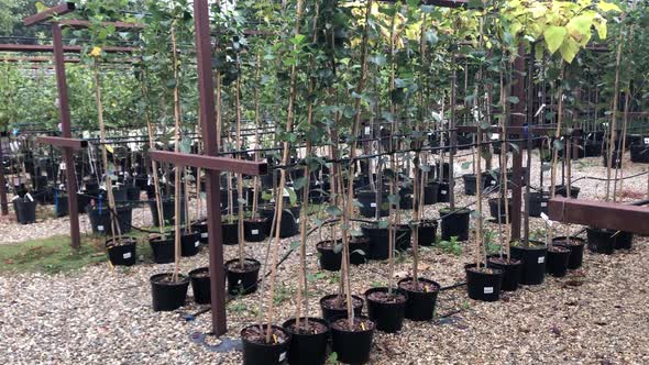 Autumn Sale of Trees and Shrubs in the Plant Nursery