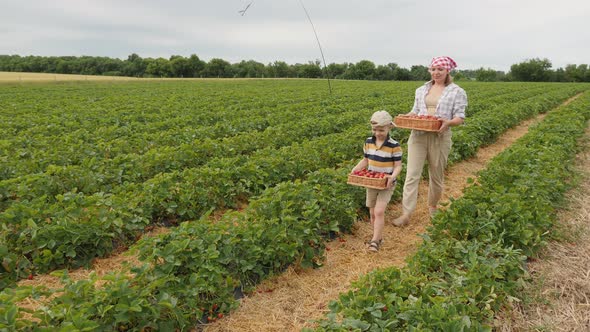 Woman with Child Carry Wicker Crates with Strawberry Harvest