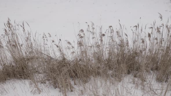 Aerial View Reeds Sway In The Snow