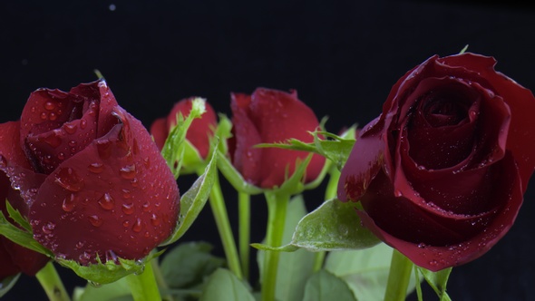 Red Roses with water drops.