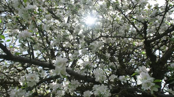 Apple blossoms against the blue sky in the sunlight. Flowering apple trees in a spring orchard.