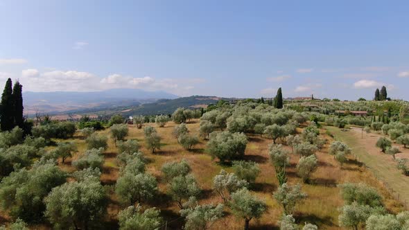 Drone over olive trees in Tuscany, Italy, Europe