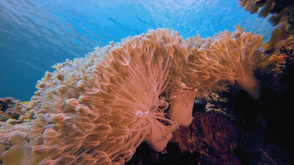 Underwater Tropical Soft Corals