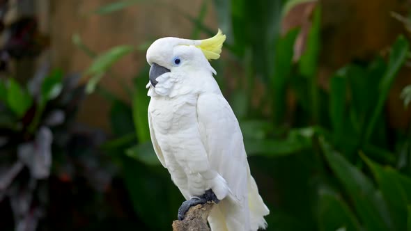 White Cockatoo Parrot Seating on a Piece of Wood at the Bali Bird Park in Bali, Indonesia