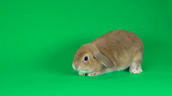 Holland Lop Domestic Rabbit on Green Background at Studio.