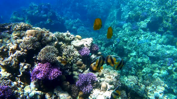 Colorful beautiful stripped Butterflyfish and Pennant Coralfish in Red Sea near coral reef.