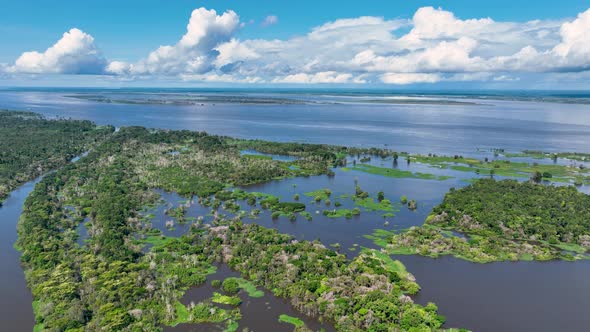 Nature tropical Amazon forest at Amazonas Brazil. Mangrove forest. Mangrove trees. Amazon rainforest