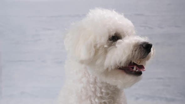 Portrait of a Dog Breed Bichon Frize