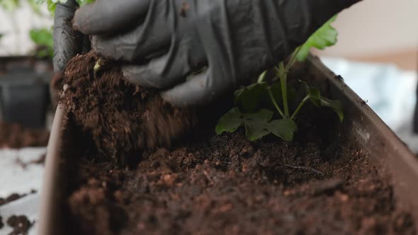 Closeup Female Hands Transplanting Green Plant Into the Pot for Growing on the Balcony