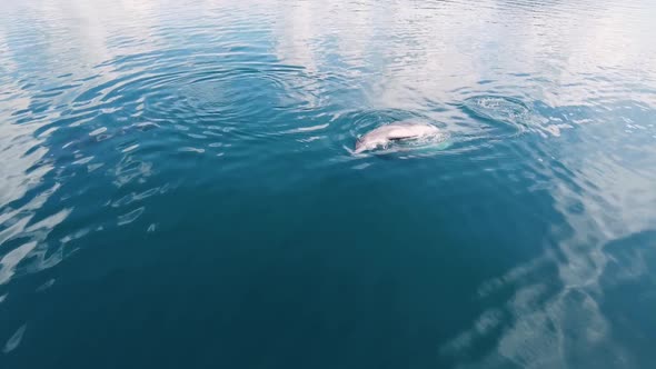 Bottlenose Dolphin couple playing underwater