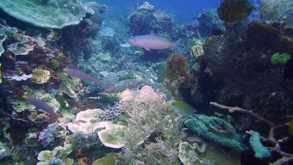 camera gliding towards a hawksbill turtle that are eating on the reef