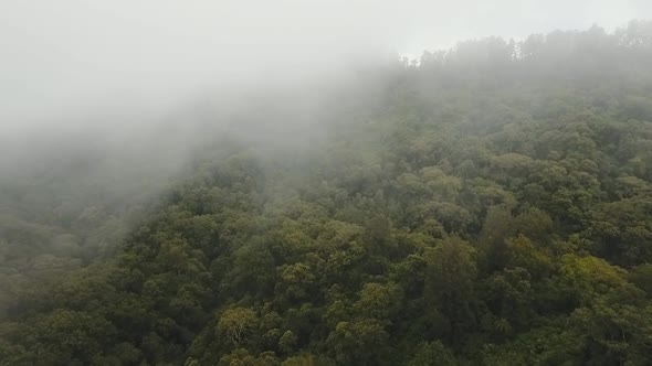 Rainforest in Cloud BaliIndonesia