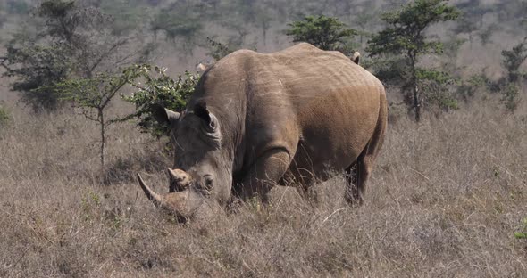 White Rhinoceros, ceratotherium simum, Female walking, Nairobi Park in Kenya, Real Time 4K