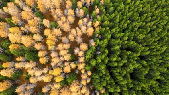 Aerial view of autumn colored larch forest.
