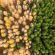 Aerial view of autumn colored larch forest. - VideoHive Item for Sale