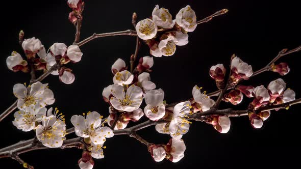 White Flowers Bloom on a Tree Branch