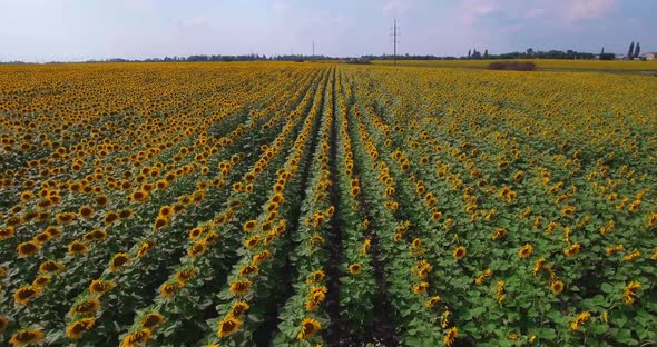 Aerial View Agriculture Field with Blooming Sunflowers