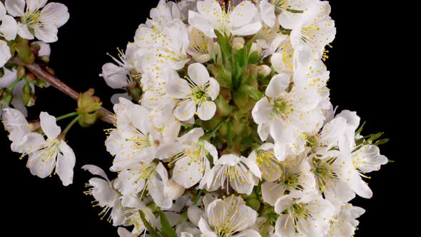 Cherry Blossom. White Flowers Blossoms on the Branches Cherry Tree.